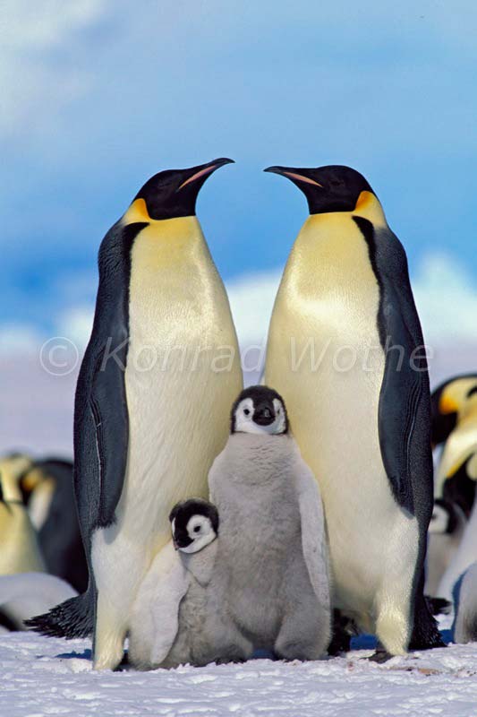 Antarktis - moments of nature - Konrad Wothe